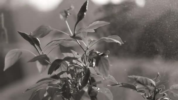 Pflanze Auf Der Fensterbank Blume Fenster Pfeffer Einem Topf Schwarz — Stockvideo