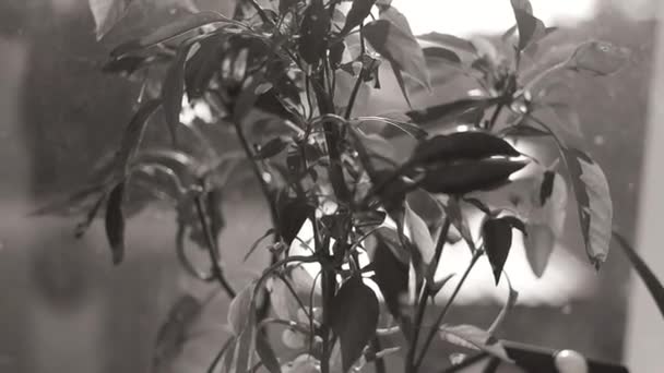 Podłóż Roślinę Parapecie Kwiat Oknie Pieprz Garnku Czarno Białe — Wideo stockowe