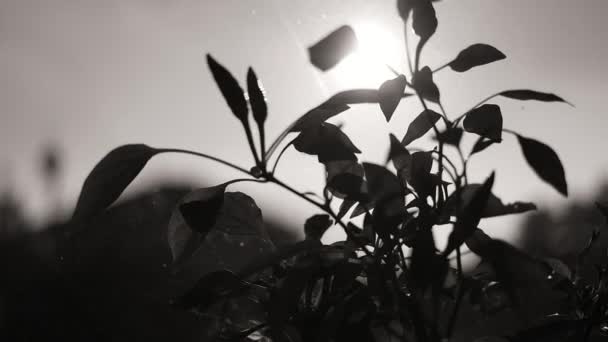 Φυτό Στο Περβάζι Του Παραθύρου Λουλούδι Στο Παράθυρο Πιπέρι Μια — Αρχείο Βίντεο