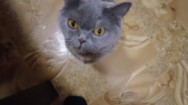 Aç kedi yemek için yalvarıyor, tatlı gri kedi mutfakta acıyarak yemek için ağlıyor. Yüksek kalite 4K görüntü. Kedi, sahibinin bacaklarına sürtünür ve yemek için yalvarır..