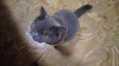 Aç kedi yemek için yalvarıyor, tatlı gri kedi mutfakta acıyarak yemek için ağlıyor. Yüksek kalite 4K görüntü. Kedi, sahibinin bacaklarına sürtünür ve yemek için yalvarır..