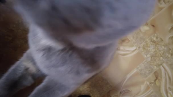 饥饿的猫求食 可爱的灰猫可怜地在厨房里求食 高质量的4K镜头 那只猫擦着主人的腿 乞讨食物 — 图库视频影像