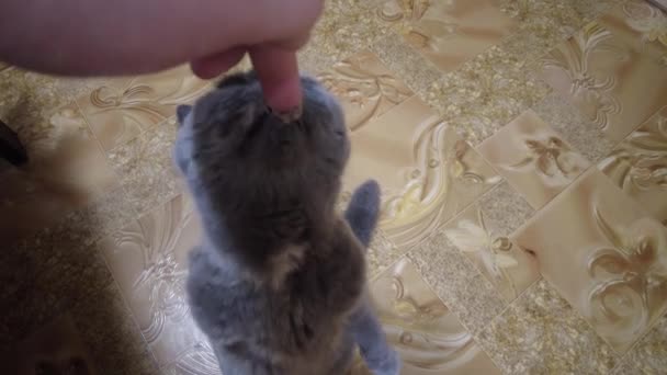Głodny Kot Błagający Jedzenie Słodki Szary Kot Płaczący Żałośnie Jedzenie — Wideo stockowe