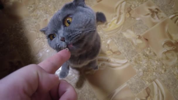 Głodny Kot Błagający Jedzenie Słodki Szary Kot Płaczący Żałośnie Jedzenie — Wideo stockowe