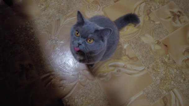 空腹の猫の食べ物を懇願し かわいい灰色の猫は台所で食べ物を熱烈に泣いています 高品質4K映像 猫は所有者の足に摩擦し 食べ物を求めています — ストック動画