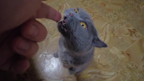 Hungry Cat Begging Food Cute Gray Cat Crying Piteously Food — Stock Video