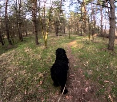 Bir köpekle ormanda yürü. Tasmalı bir köpek. Büyük siyah köpek. Siyah Teriyer.