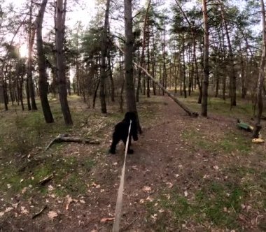 Bir köpekle ormanda yürü. Tasmalı bir köpek. Büyük siyah köpek. Siyah Teriyer.
