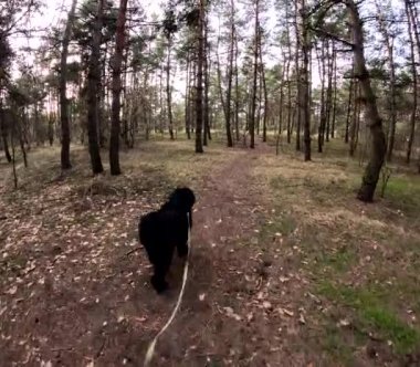 Bir köpekle ormanda yürü. Tasmalı bir köpek. Büyük siyah köpek. Siyah Teriyer.