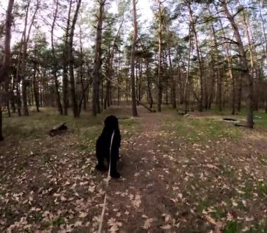 Bir köpekle ormanda yürü. Tasmalı bir köpek. Büyük siyah köpek. Siyah Teriyer.