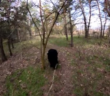 Bir köpekle ormanda yürü. Tasmalı bir köpek. Büyük siyah köpek. Siyah Teriyer.