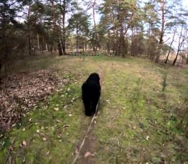 Bir köpekle ormanda yürü. Tasmalı bir köpek. Büyük siyah köpek. Siyah Teriyer.