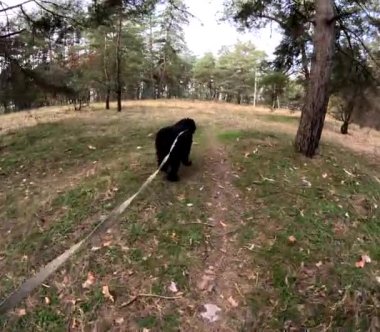 Bir köpekle ormanda yürü. Tasmalı bir köpek. Büyük siyah köpek. Siyah Teriyer.