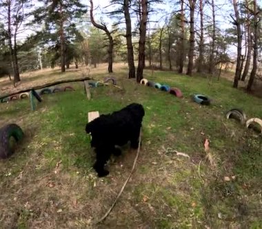 Bir köpekle ormanda yürü. Tasmalı bir köpek. Büyük siyah köpek. Siyah Teriyer.