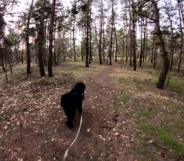 和狗一起穿过森林 把狗拴在皮带上 大黑狗 — 图库视频影像
