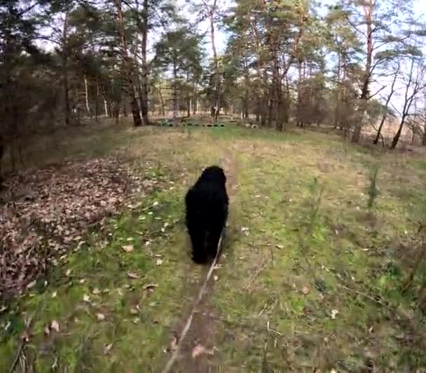 Walk Forest Dog Dog Leash Big Black Dog Black Terrier — Stockvideo