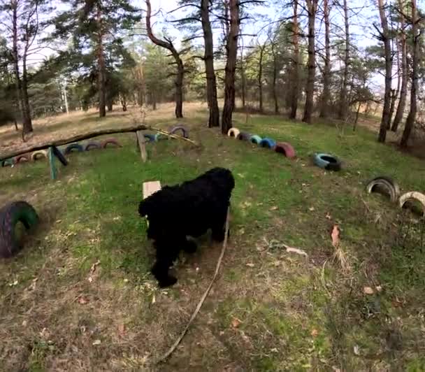 Walk Forest Dog Dog Leash Big Black Dog Black Terrier — Wideo stockowe