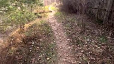 Bir adam yol boyunca yürür. Yüksek kalitede görüntüler. Dar yol. 5.3 km video. Ukrayna manzarası. Ukrayna.