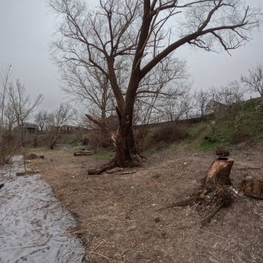 cloudy landscape with old tree. overcast. old tree on the bank of the river. broken old oak. branches lie on the ground.