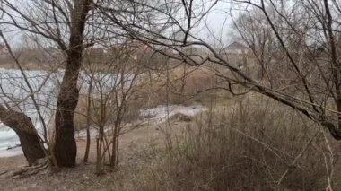 cloudy landscape with old tree. overcast. old tree on the bank of the river. broken old oak. branches lie on the ground.