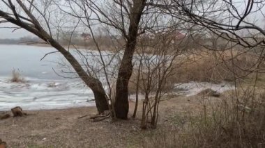 cloudy landscape with old tree. overcast. old tree on the bank of the river. broken old oak. branches lie on the ground.
