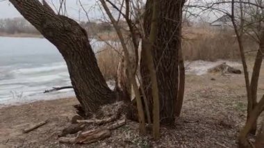 cloudy landscape with old tree. overcast. old tree on the bank of the river. broken old oak. branches lie on the ground.