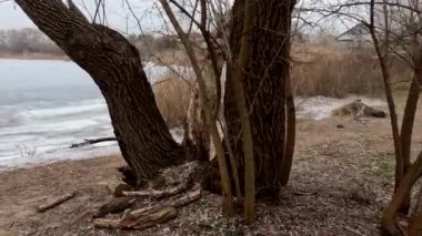 cloudy landscape with old tree. overcast. old tree on the bank of the river. broken old oak. branches lie on the ground.