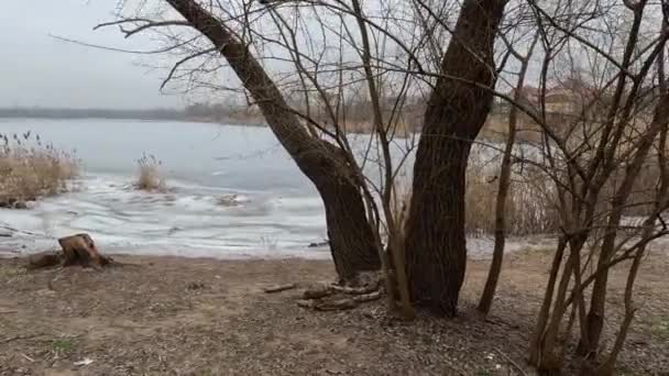 Cloudy Landscape Old Tree Overcast Old Tree Bank River Broken — Wideo stockowe