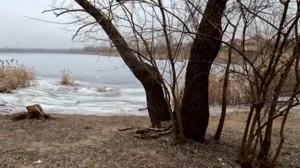 Туманный Пейзаж Старым Деревом Пасмурная Старое Дерево Берегу Реки Сломанный — стоковое видео