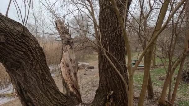 多云的风景和老树 阴云密布河岸上的一棵老树 破碎的老橡木树枝倒在地上 — 图库视频影像
