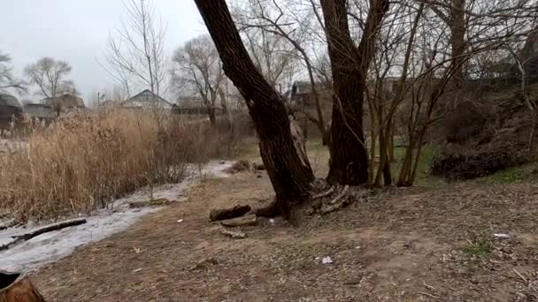 多云的风景和老树 阴云密布河岸上的一棵老树 破碎的老橡木树枝倒在地上 — 图库视频影像