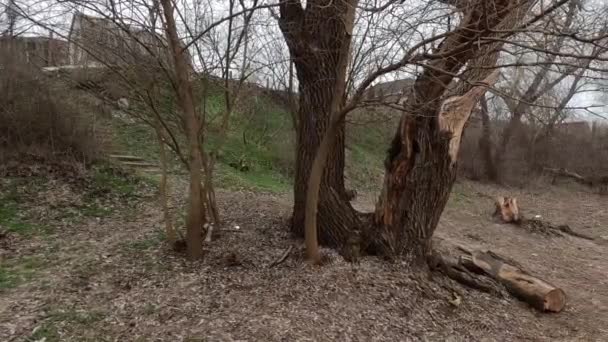 Cloudy Landscape Old Tree Overcast Old Tree Bank River Broken — Wideo stockowe