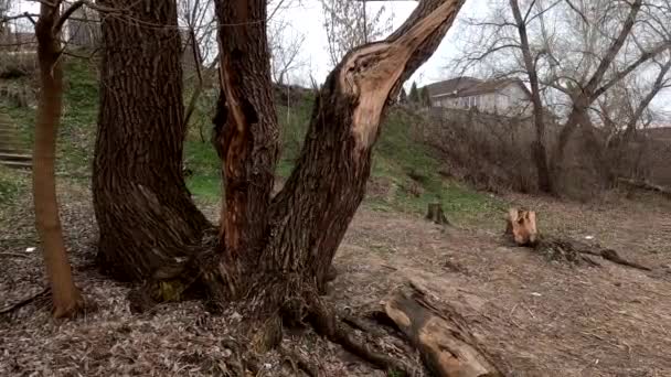 Cloudy Landscape Old Tree Overcast Old Tree Bank River Broken — Vídeo de Stock