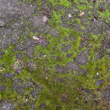 moss on the ground. moss on the road. Pavement with green moss-covered joints. moss on asphalt. Hiking moss paved path in slow motion. Feet in brown chelsea boots walking on spring road. moss texture.
