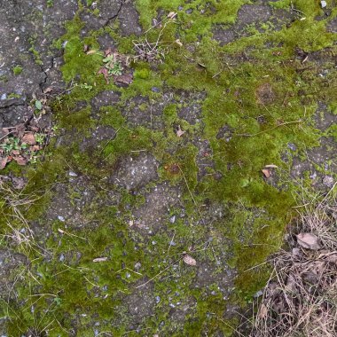 moss on the ground. moss on the road. Pavement with green moss-covered joints. moss on asphalt. Hiking moss paved path in slow motion. Feet in brown chelsea boots walking on spring road. moss texture.