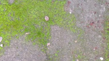 moss on the ground. moss on the road. Pavement with green moss-covered joints. moss on asphalt. Hiking moss paved path in slow motion. Feet in brown chelsea boots walking on spring road. moss texture.
