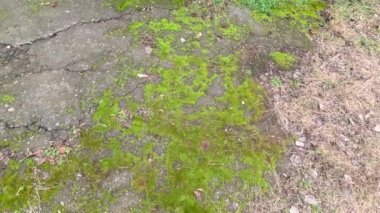 moss on the ground. moss on the road. Pavement with green moss-covered joints. moss on asphalt. Hiking moss paved path in slow motion. Feet in brown chelsea boots walking on spring road. moss texture.