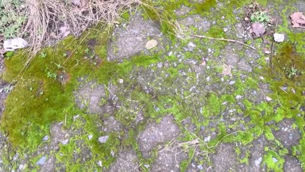 苔藓在地面上 路上的苔藓 铺有青苔状接缝的路面 沥青上的苔藓 徒步旅行的苔藓以慢动作铺开了道路 脚踏着棕色的绳绒靴走在春路上 苔藓质感 — 图库视频影像