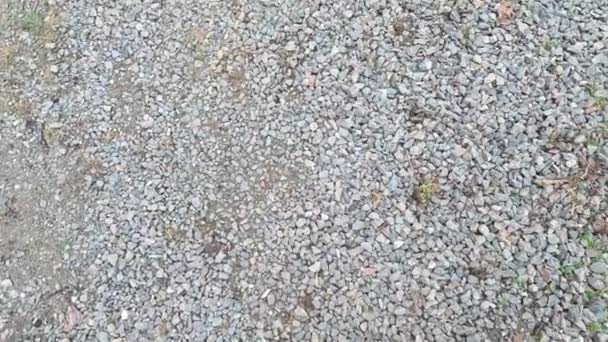 Rubble Small Pebbles Road Texture Shooting Rubble Close Street Crushed — Vídeos de Stock