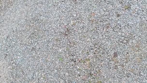 Rubble Small Pebbles Road Texture Shooting Rubble Close Street Crushed — Vídeos de Stock