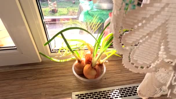 Green Onions Windowsill Onion Sprout Planting Room Sprouted Onion Bulb — Stock Video