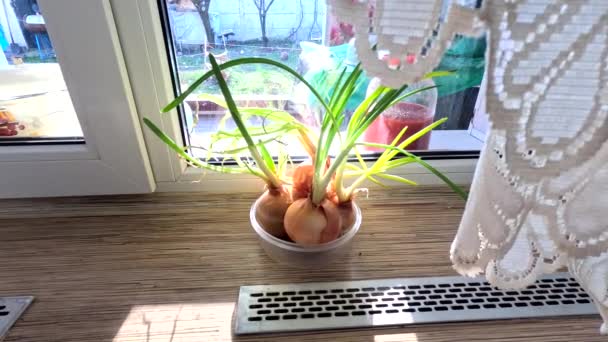 Green Onions Windowsill Onion Sprout Planting Room Sprouted Onion Bulb — Vídeo de Stock