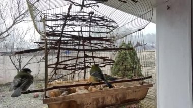 birds in the feeder. Slow motion. titmouse. the bird flaps its wings. small fast birds. footage in high definition. titmouse fight.