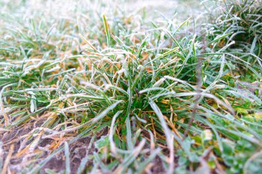 frost on plants. frozen grass and branches. ice on the grass. branches in frost. Frost season icy crystals on leaves and plants. Branches of bush covered with ice after rain in frost in winter close-up. frosty