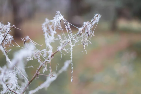 frost on plants. frozen grass and branches. ice on the grass. branches in frost. Frost season icy crystals on leaves and plants. Branches of bush covered with ice after rain in frost in winter close-up. frosty