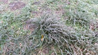 frost on plants. frozen grass and branches. ice on the grass. branches in frost. Frost season icy crystals on leaves and plants. Branches of bush covered with ice after rain in frost in winter close-up. frosty