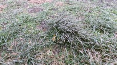frost on plants. frozen grass and branches. ice on the grass. branches in frost. Frost season icy crystals on leaves and plants. Branches of bush covered with ice after rain in frost in winter close-up. frosty
