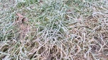 frost on plants. frozen grass and branches. ice on the grass. branches in frost. Frost season icy crystals on leaves and plants. Branches of bush covered with ice after rain in frost in winter close-up. frosty