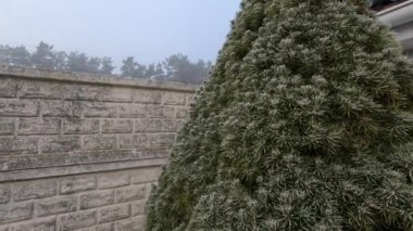 frost on plants. frozen grass and branches. ice on the grass. branches in frost. Frost season icy crystals on leaves and plants. Branches of bush covered with ice after rain in frost in winter close-up. frosty