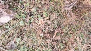 frost on plants. frozen grass and branches. ice on the grass. branches in frost. Frost season icy crystals on leaves and plants. Branches of bush covered with ice after rain in frost in winter close-up. frosty